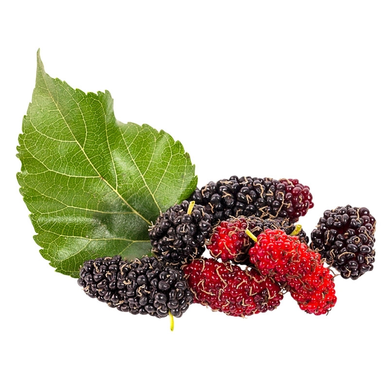 ✨ 9839 Mulberry extract : สารสกัดใบหม่อน