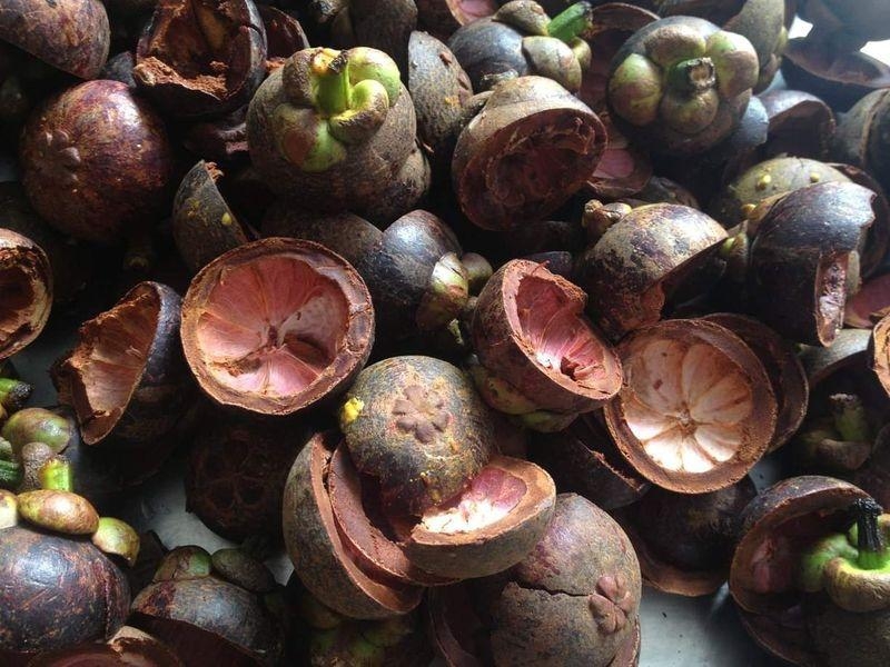 9833 Mangosteen Extract : สารสกัดเปลือกมังคุด