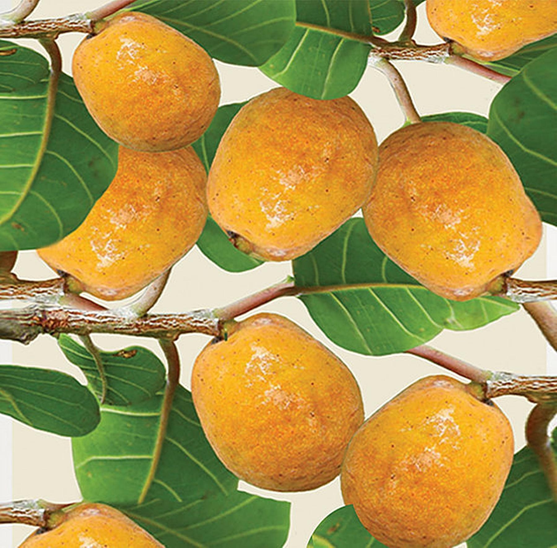 9669 Lakoocha Extract : สารสกัดมะหาด (ชนิดน้ำ)