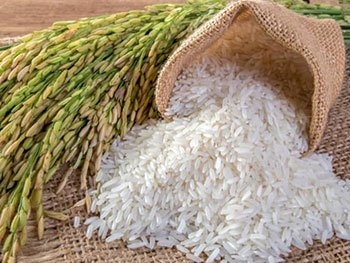 9471 Jasmine Rice Extract : สารสกัดข้าวหอมมะล